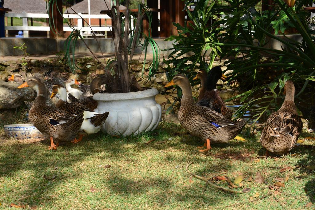 Hotel Fazenda Floresta Do Lago Socorro  Kültér fotó